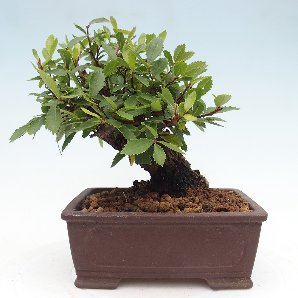 Bonsai zewnętrzne - Zelkova - Zelkova NIRE