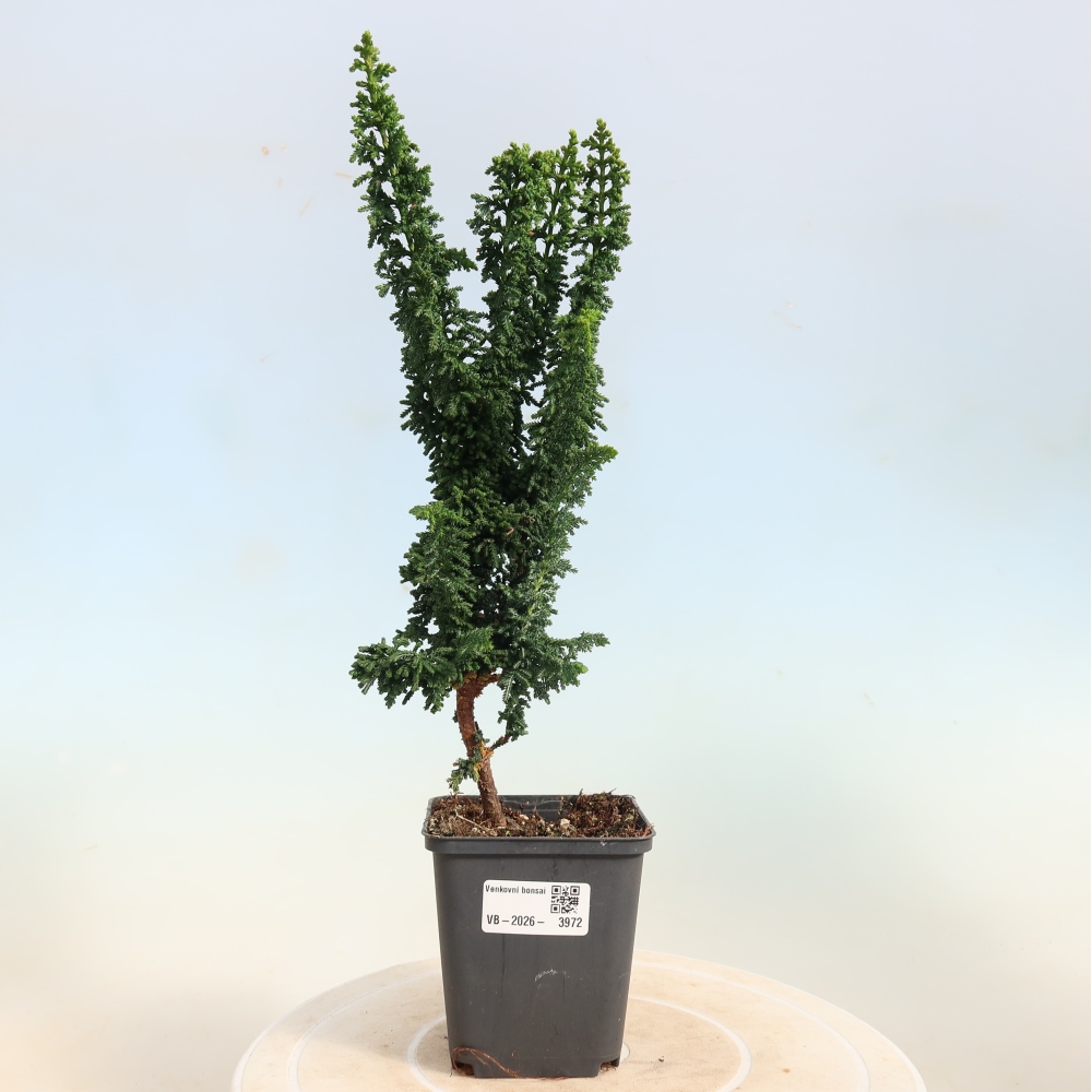 Bonsai zewnętrzne - Cham. obtusa SEKKA HINOKI - Cyprys