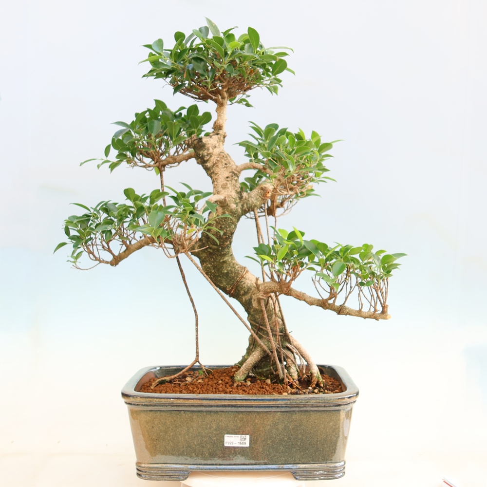 Pokój bonsai - Ficus kimmen - figowiec drobnolistny