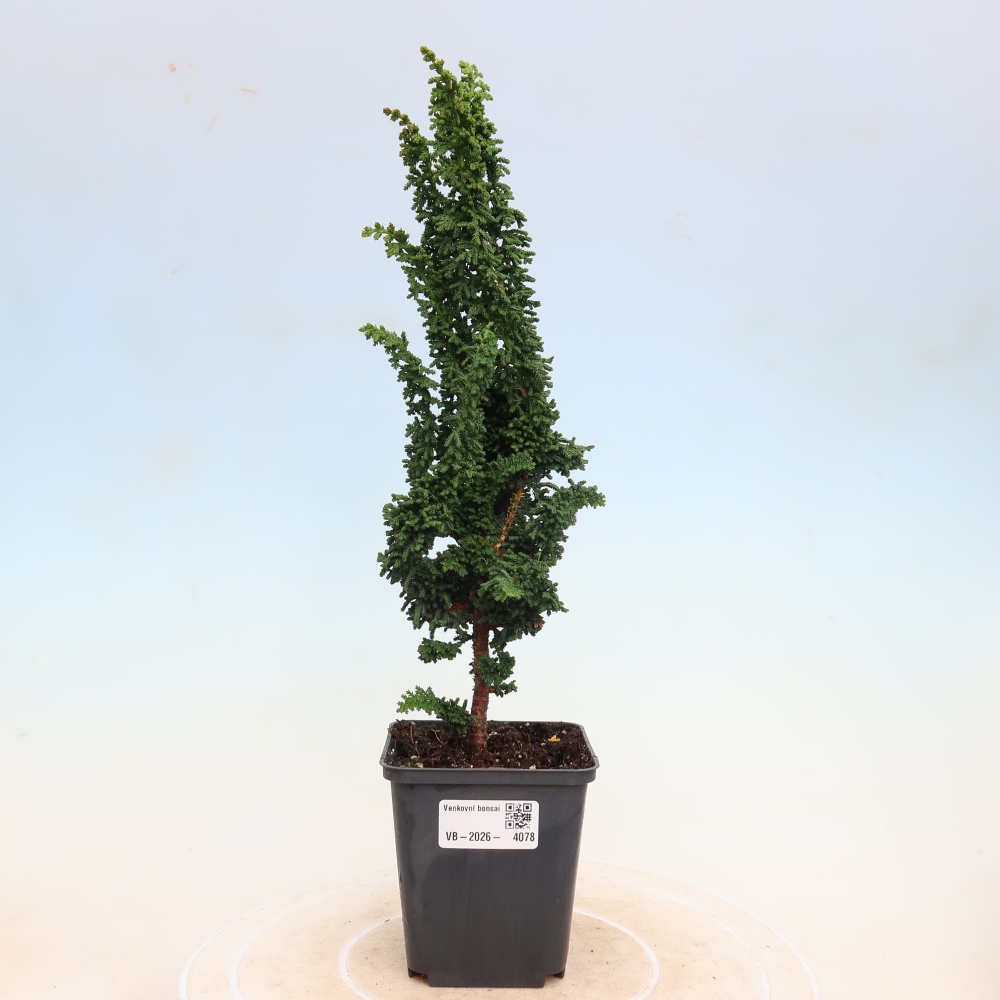Bonsai zewnętrzne - Cham. obtusa SEKKA HINOKI - Cyprys