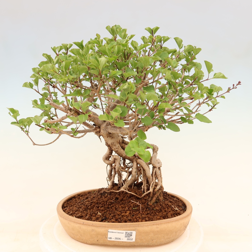 Outdoor bonsai - Syringa microphylla - liliowiec drobnokwiatowy