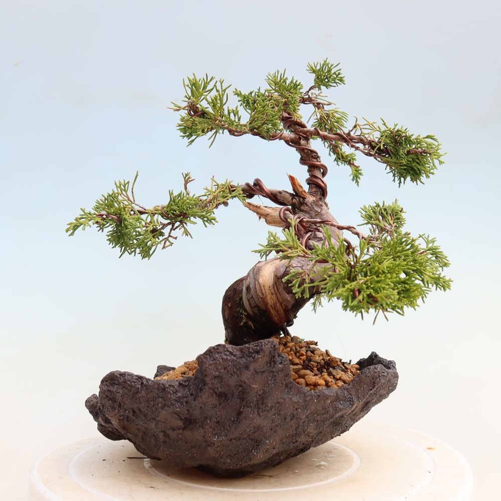 Bonsai ogrodowe – Juniperus chinensis Itoigawa – jałowiec chiński
