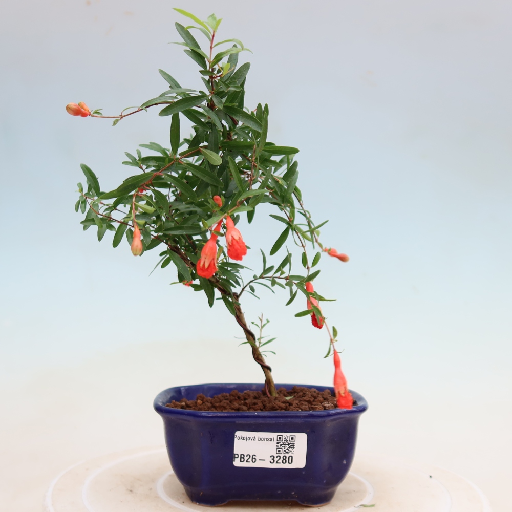 Pokój bonsai - PUNICA granatum nana - jabłko granatu