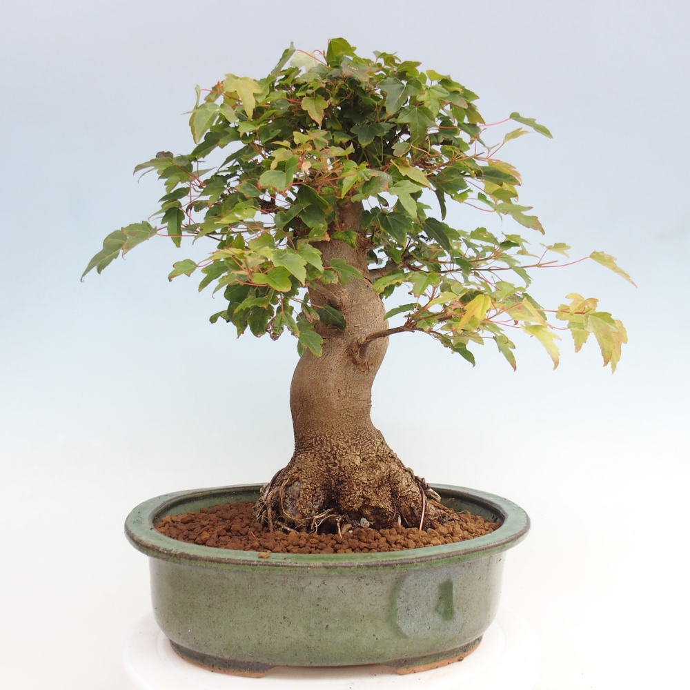 Outdoor bonsai - Maple Buergerianum - Burger Maple