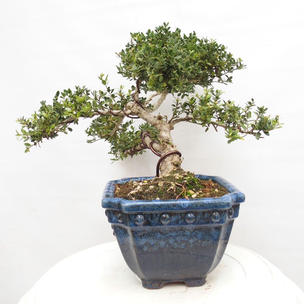 Kryty bonsai - Ilex crenata - Holly