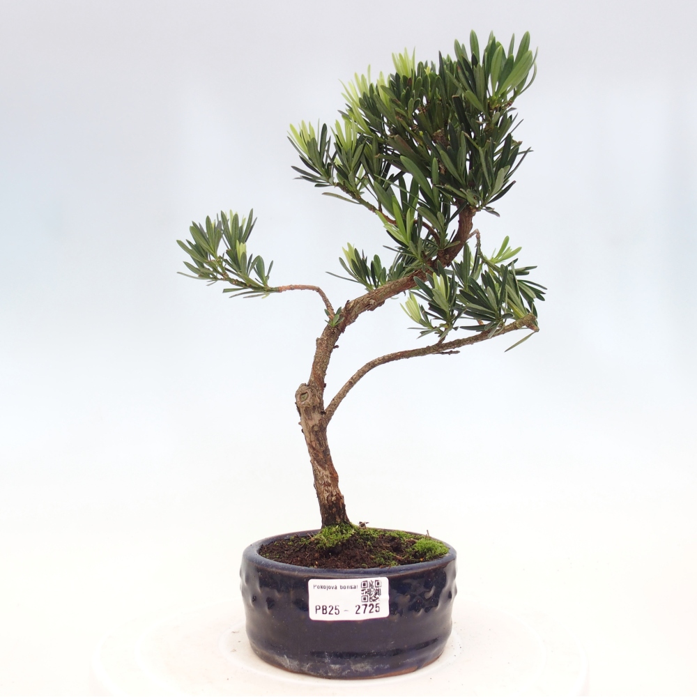 Kryty bonsai - Podocarpus - Kamień tys