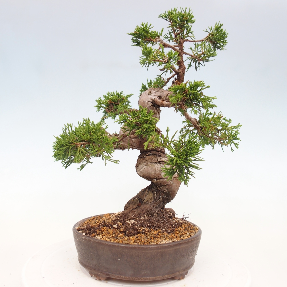 Outdoor bonsai - Juniperus chinensis Itoigawa - Jałowiec chiński