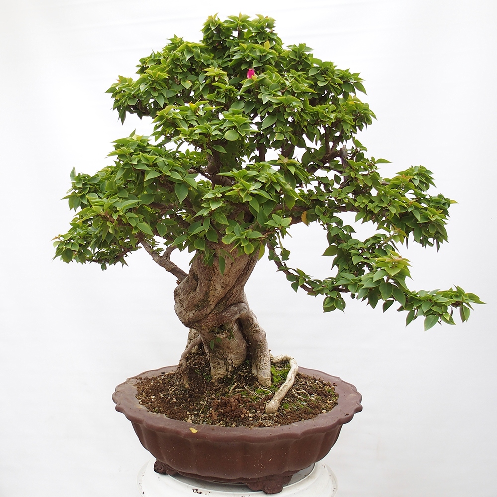 Kryte bonsai - Bouganwilea