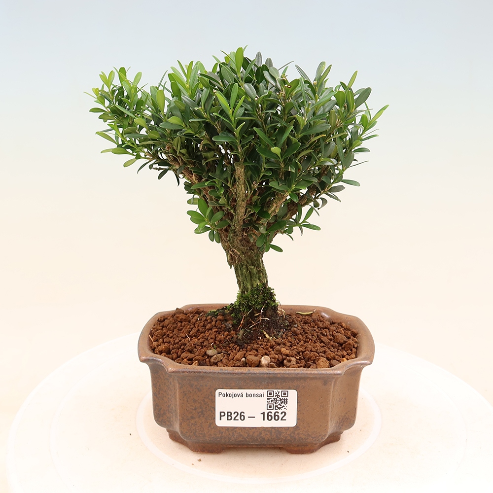 Pokój bonsai - Buxus harlandii - buxus korkowy