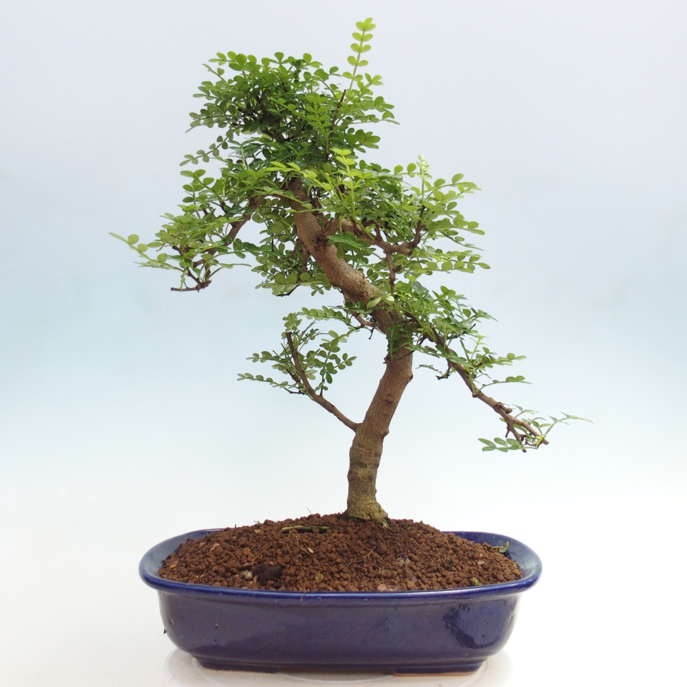 Pokój bonsai - Zantoxylum piperitum - drzewo pieprzowe