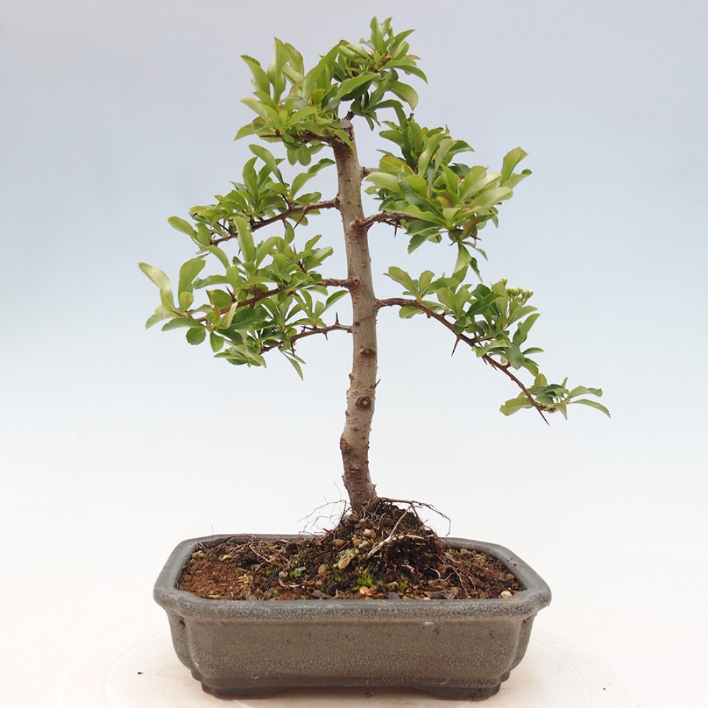 Outdoor Bonsai-Pyracanta Teton-Piekarnia