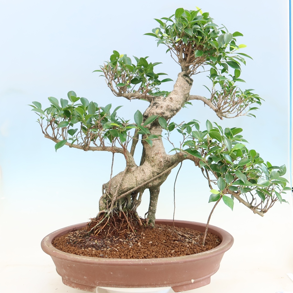 Pokój bonsai - Ficus kimmen - figowiec drobnolistny
