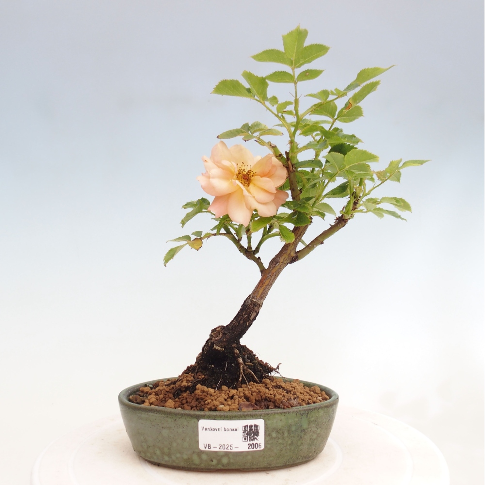 Bonsai na zewnątrz - Rosa Kordes - róża 