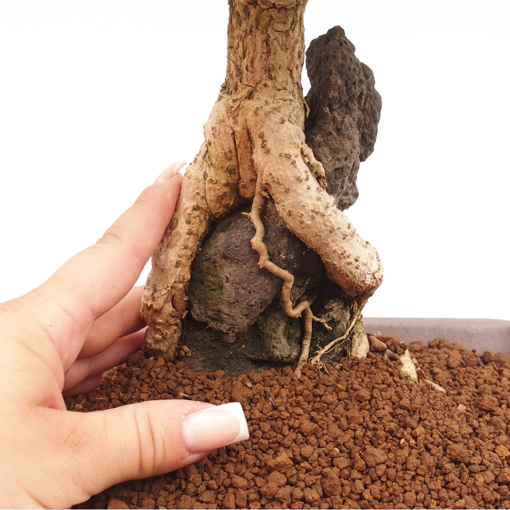 Bonsai zewnętrzne - Berberis coreana