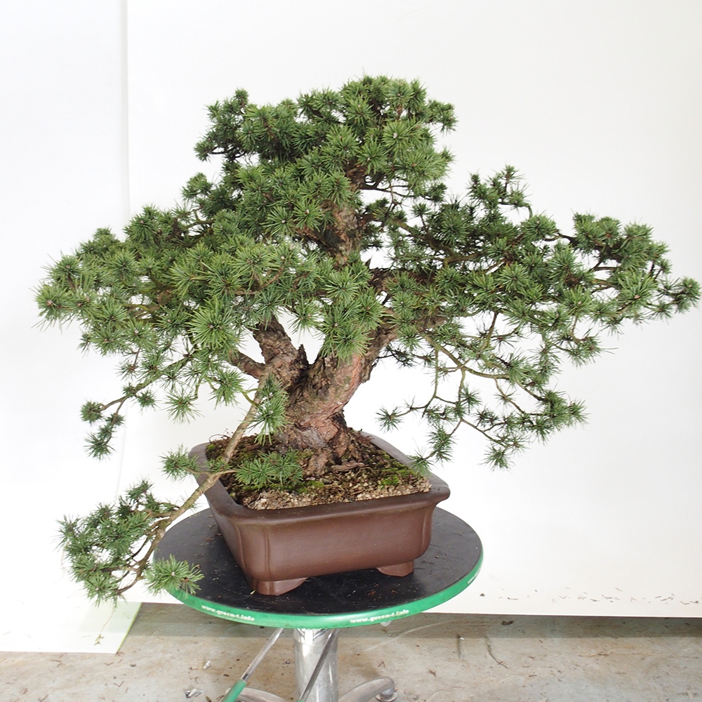 Yamadori - Pinus sylvestris Hiszpania