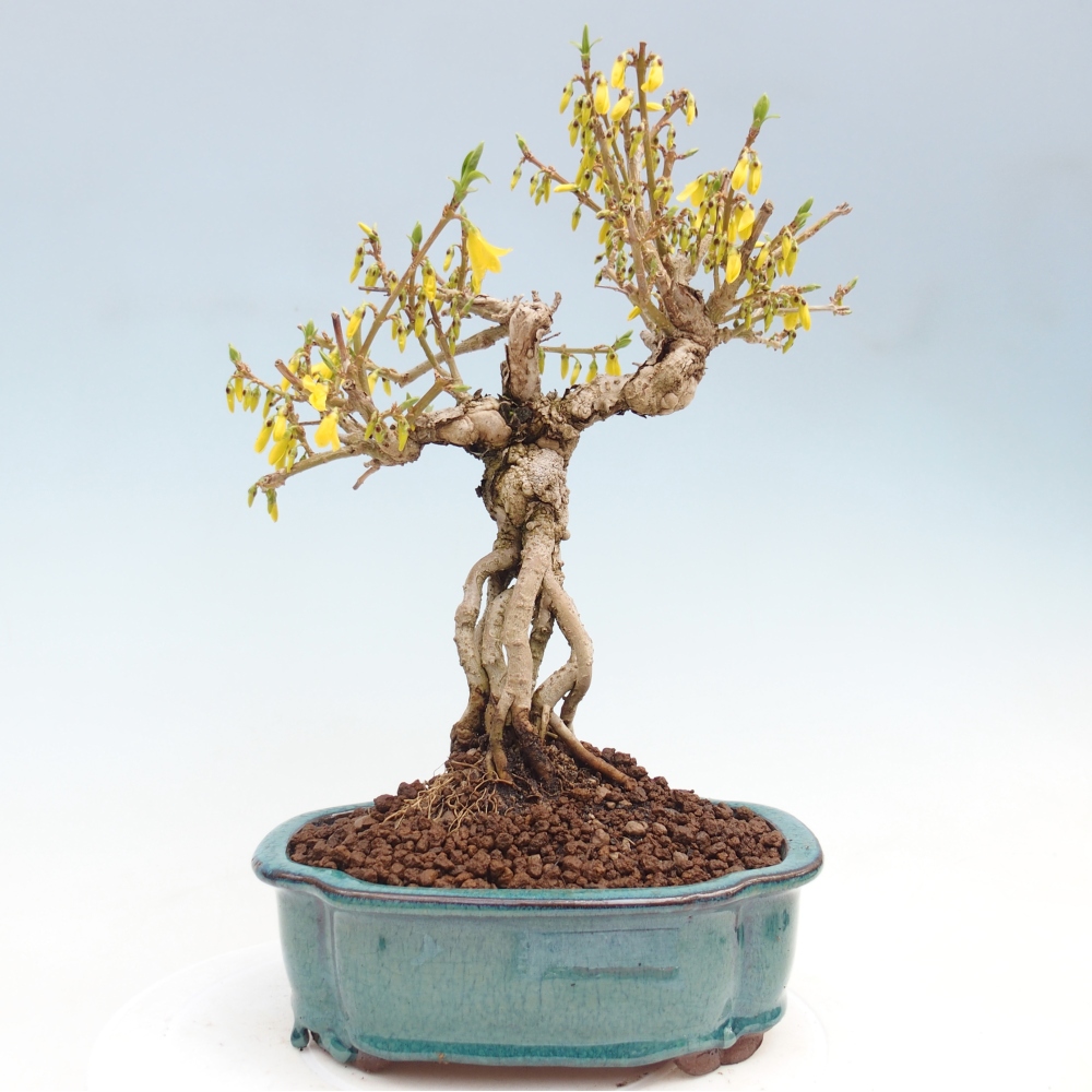 Outdoor bonsai - Zlatice - Forsycja koreańska