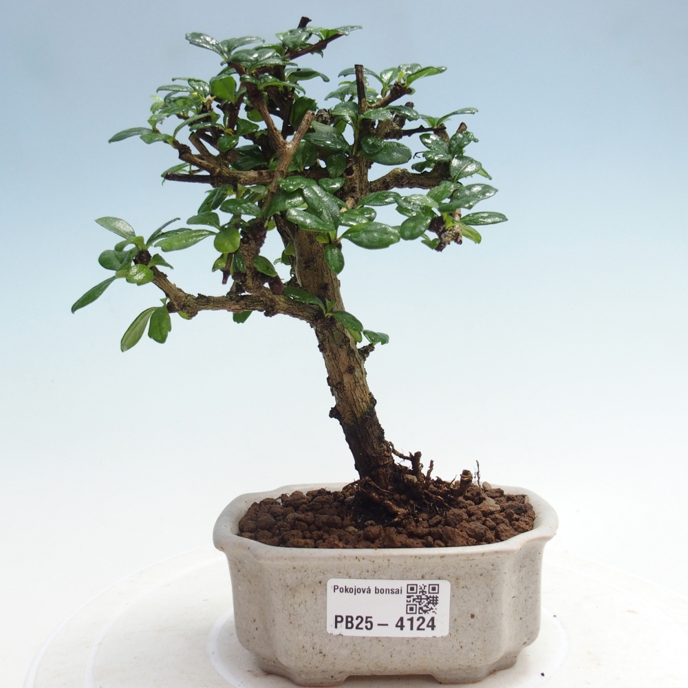 Bonsai pokojowe - Carmona macrophylla - Tea fuki