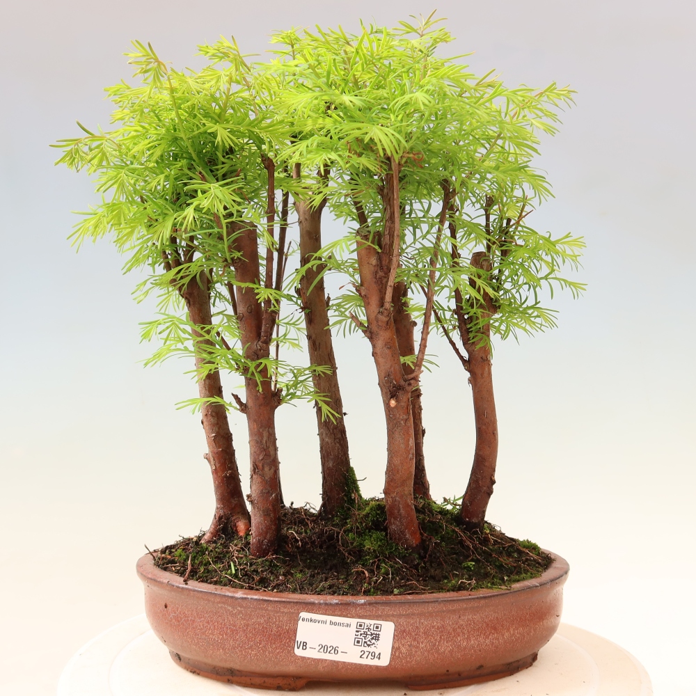 Bonsai ogrodowe – Metasequoia glyptostroboides – metasekwoja chińska – zagajnik