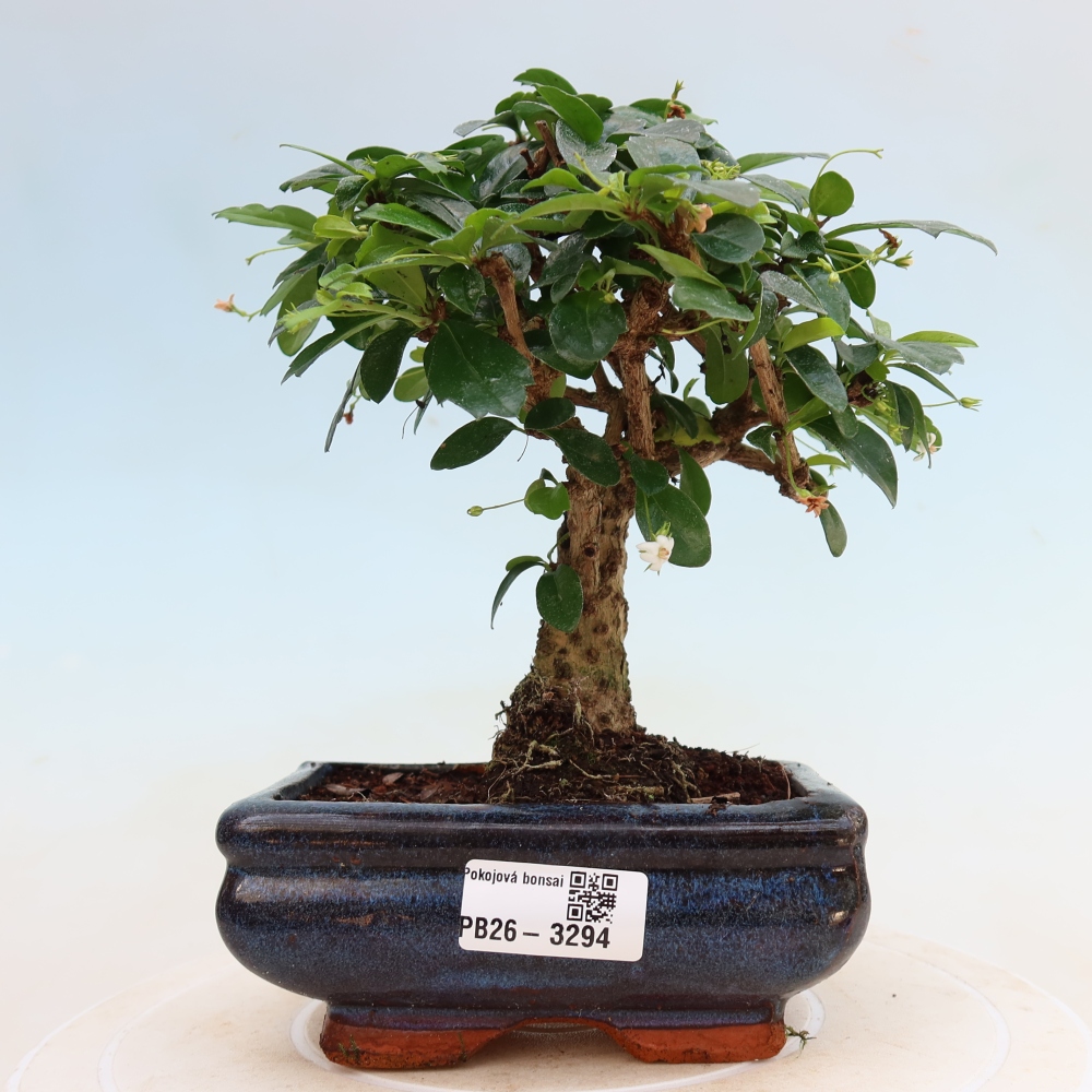 Bonsai pokojowe - Carmona macrophylla - Tea fuki