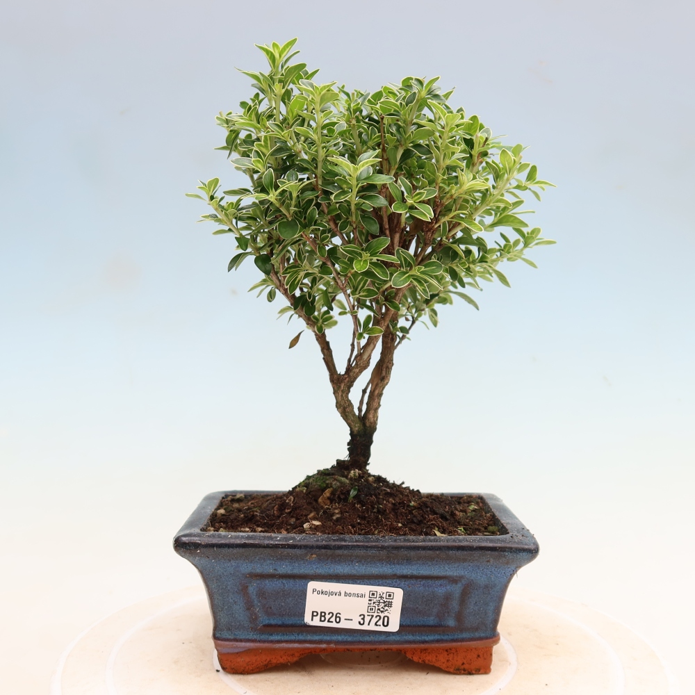 Bonsai pokojowe – Serissa foetida Variegata – Drzewo tysiąca gwiazd