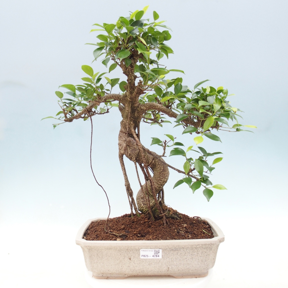 Pokój bonsai - Ficus retusa - figowiec drobnolistny