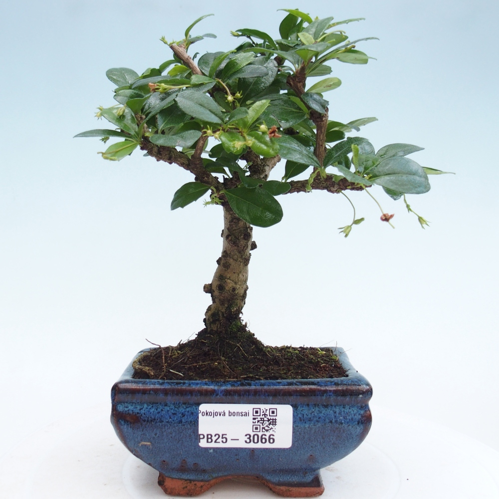 Bonsai wewnętrzne - Carmona makrophylla - Herbata Fuki