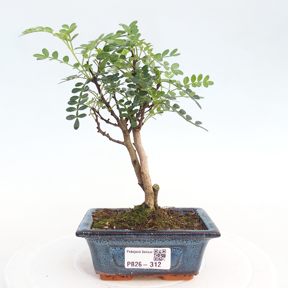 Pokój bonsai - Zantoxylum piperitum - drzewo pieprzowe
