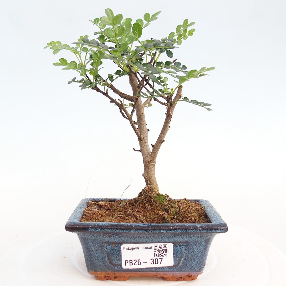 Pokój bonsai - Zantoxylum piperitum - drzewo pieprzowe