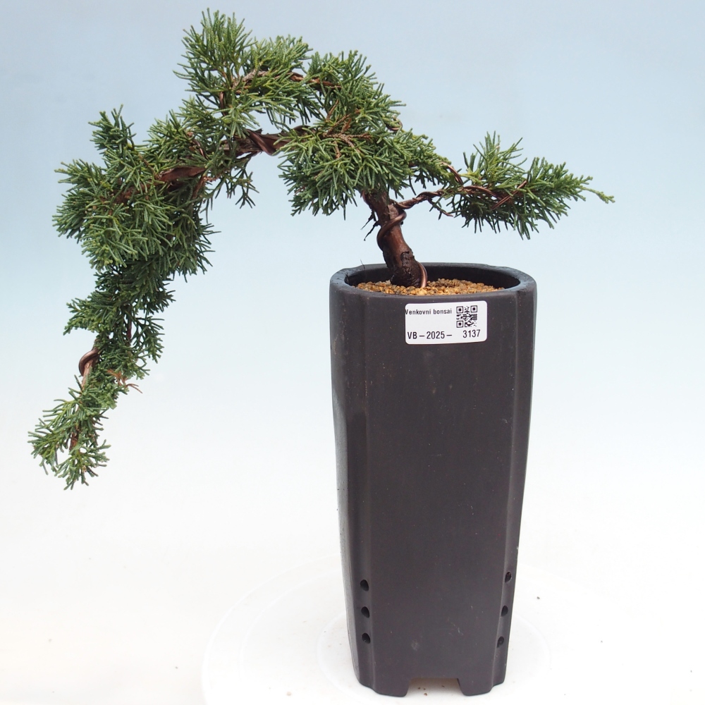Bonsai zewnętrzne - Juniperus chinensis Kishu - Jałowiec chiński
