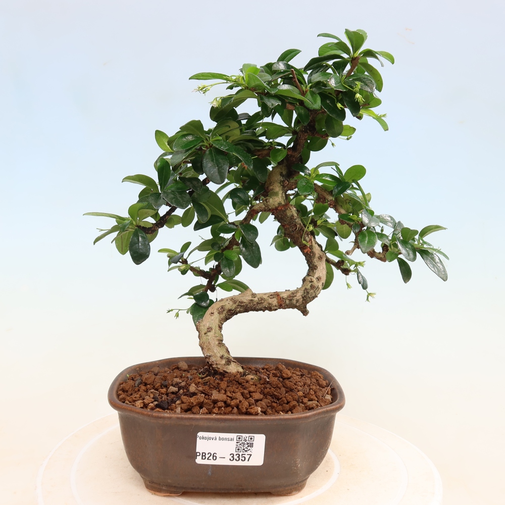 Bonsai pokojowe - Carmona macrophylla - Tea fuki