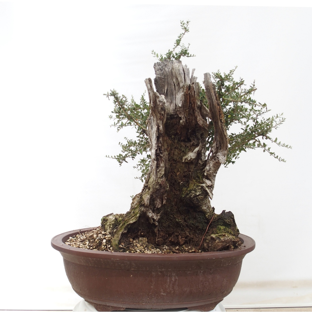 Kryte bonsai - Olea europaea sylvestris - Europejska oliwa z małych liści