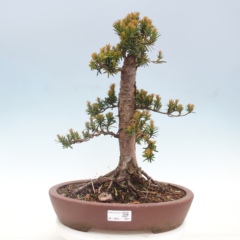 Bonsai na zewnątrz - Taxus cuspidata - cis japoński