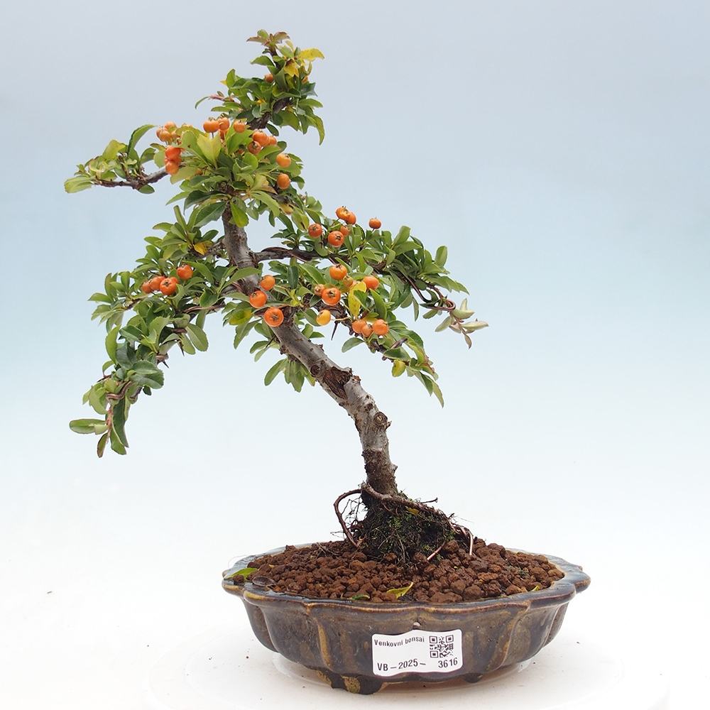 Outdoor Bonsai-Pyracanta Teton-Piekarnia