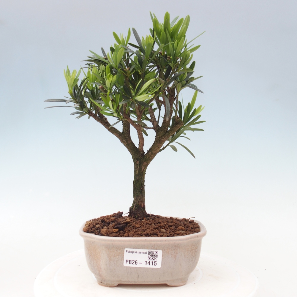 Pokój bonsai - Podocarpus - Kamienny cis