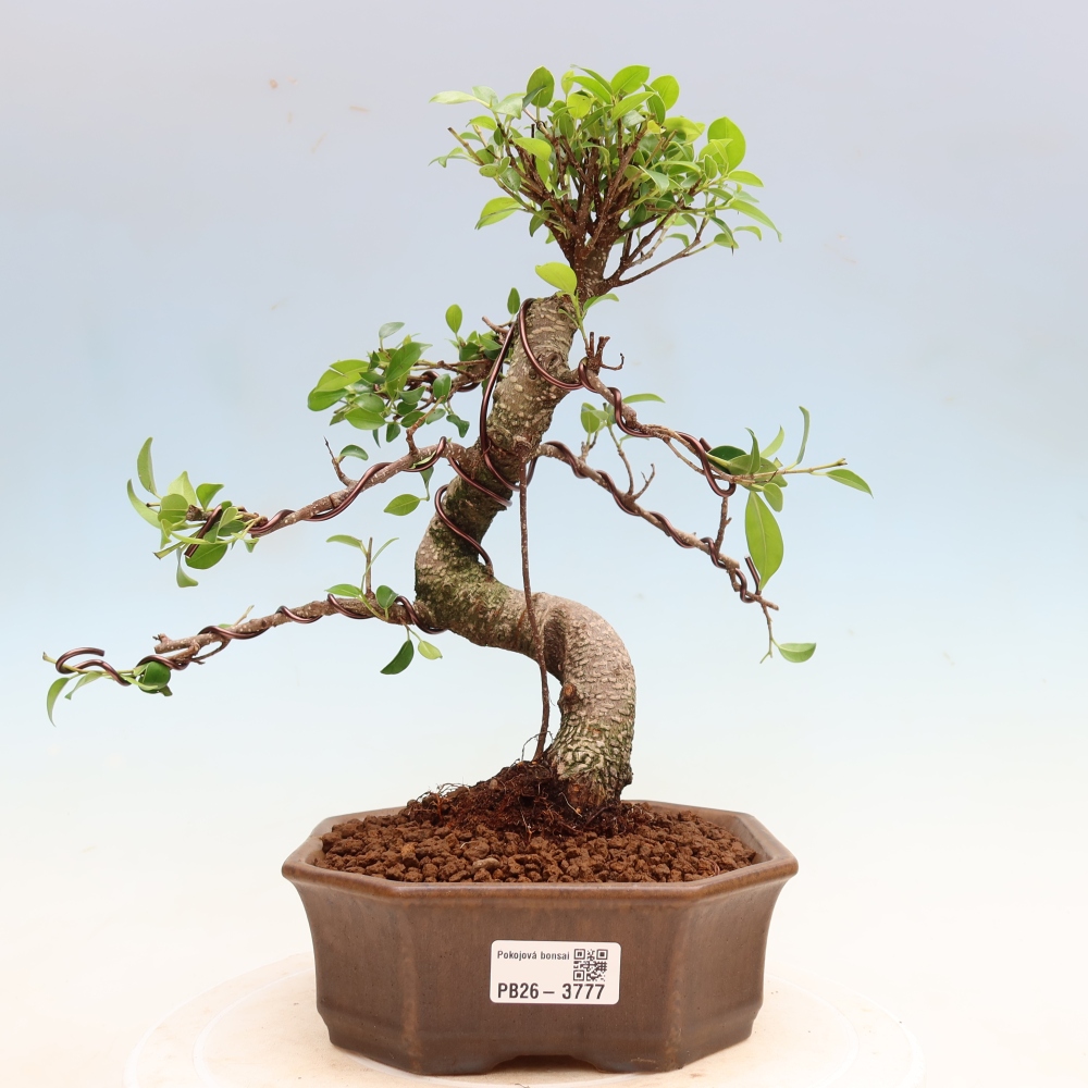 Pokój bonsai - Ficus kimmen - figowiec drobnolistny