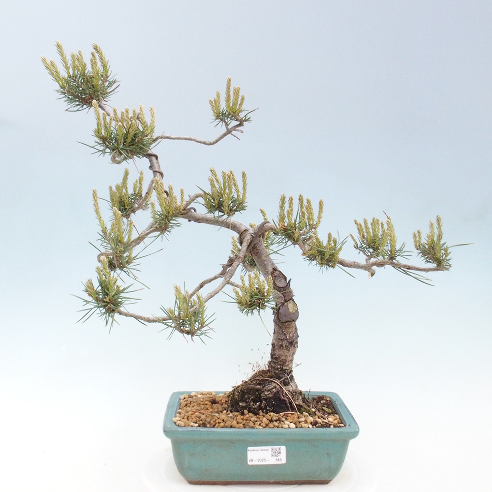 Outdoor bonsai - Pinus Sylvestris - sosna zwyczajna