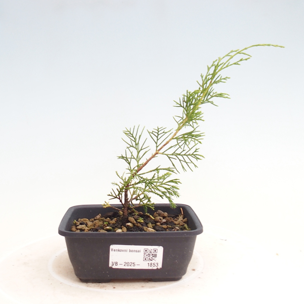 Outdoor bonsai - Juniperus chinensis Itoigawa - Jałowiec chiński