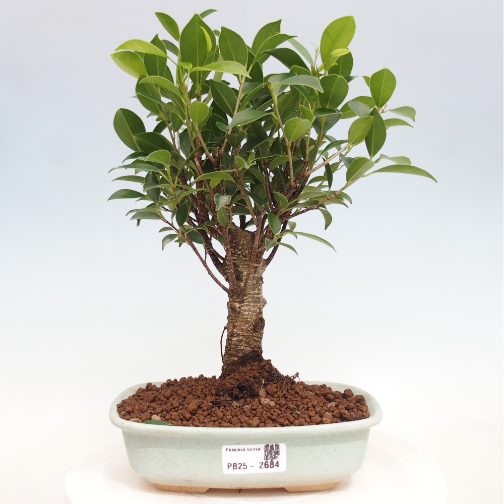 Kryty bonsai - Ficus retusa - figowiec drobnolistny