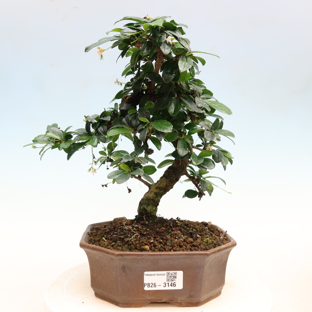 Bonsai pokojowe - Carmona macrophylla - Tea fuki