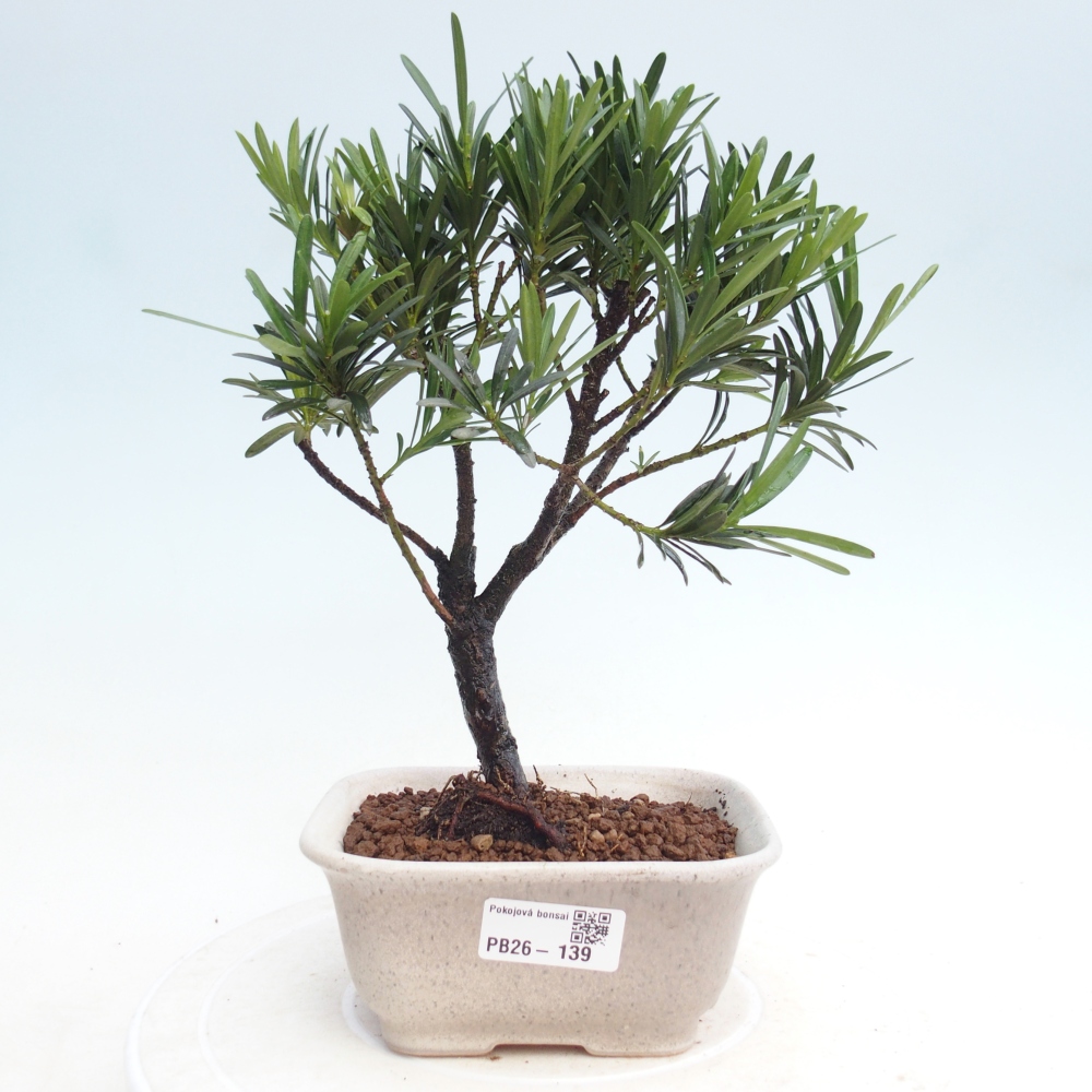 Pokój bonsai - Podocarpus - Kamienny cis