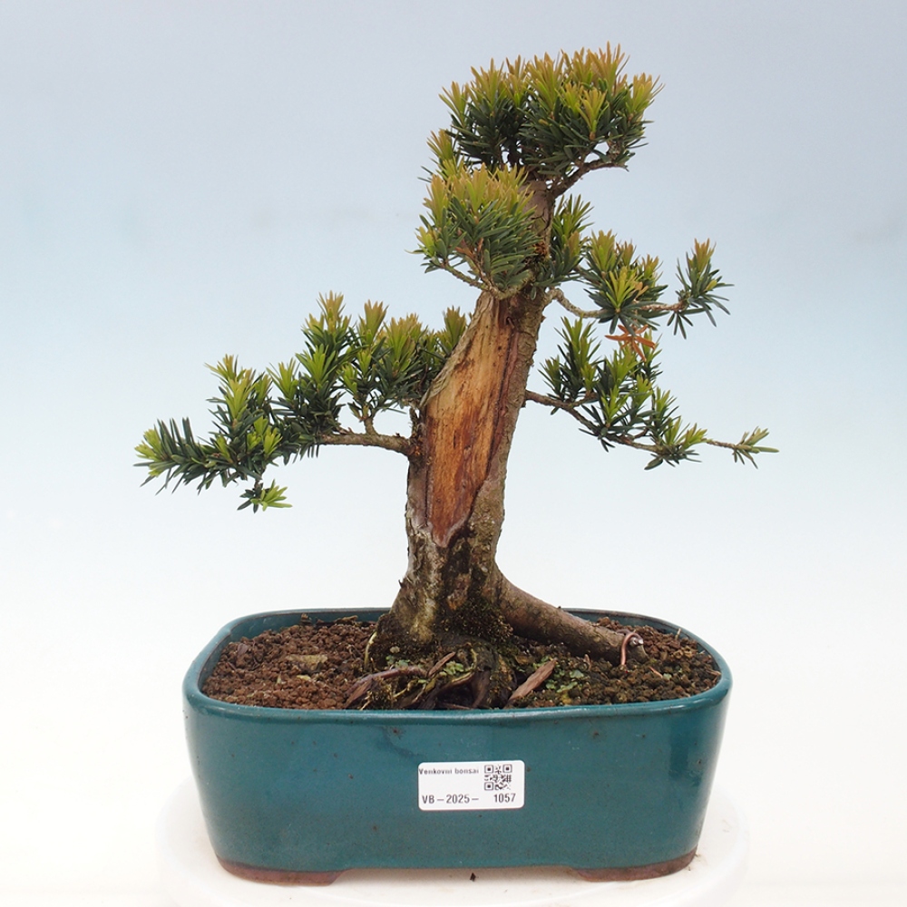 Bonsai na zewnątrz - Taxus cuspidata - cis japoński