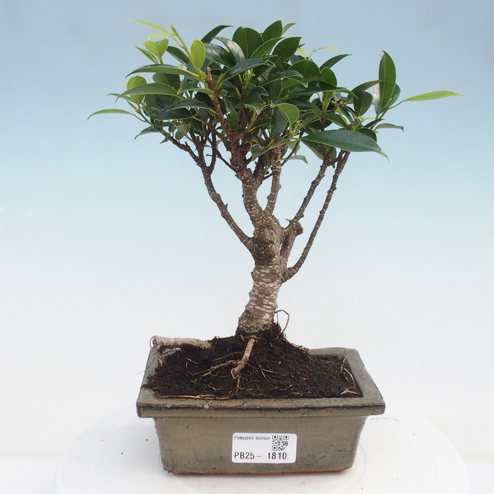 Bonsai wewnętrzne - Ficus retusa - figowiec drobnolistny