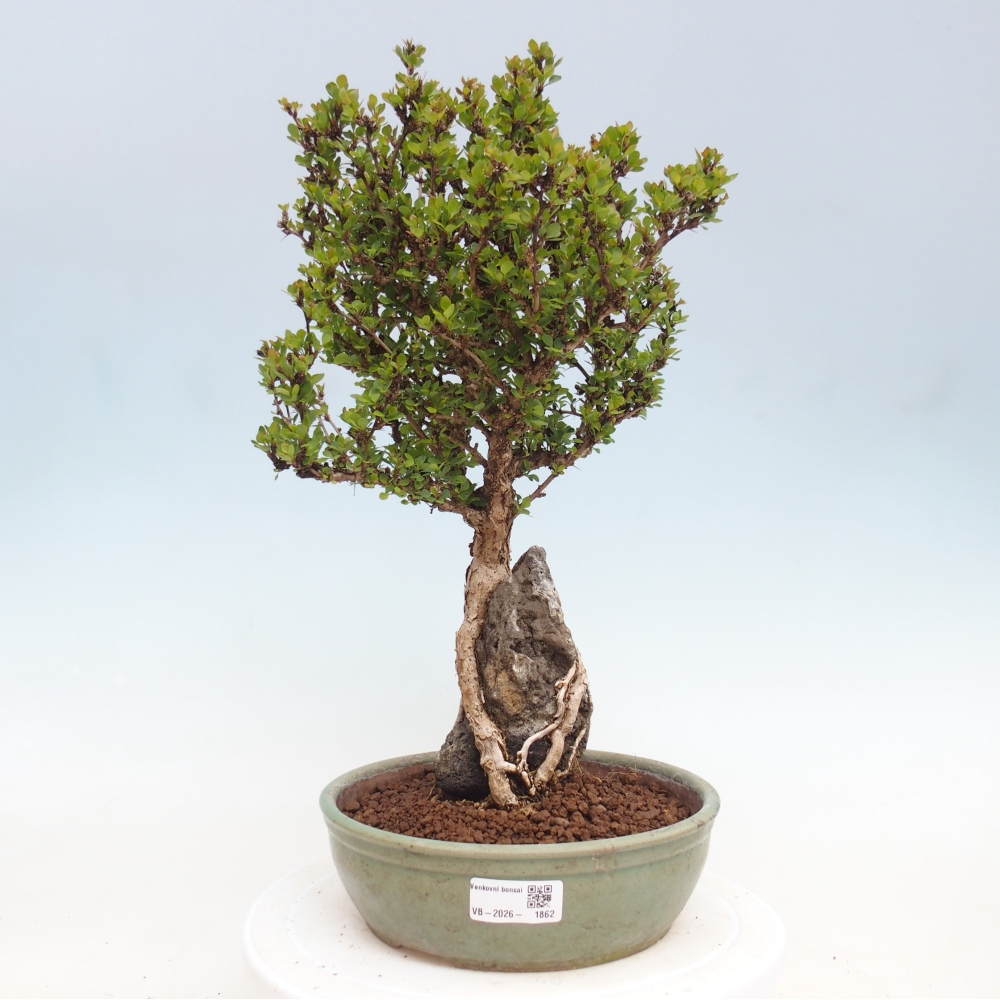 Bonsai zewnętrzne - Berberis coreana