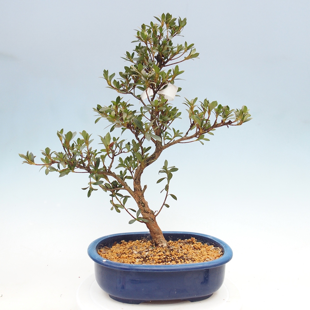 Bonsai zewnętrzne - Azalia japońska - Azalia Reiko
