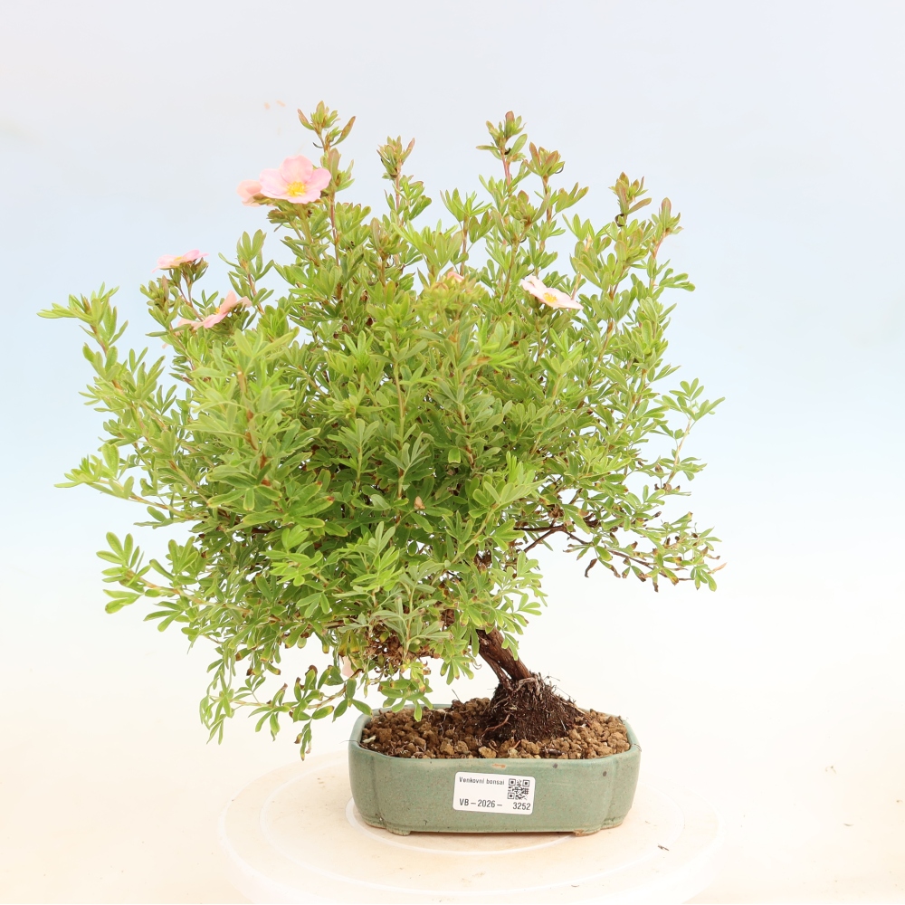 Bonsai ogrodowe – Potentilla fruticosa – Potentila fruticosa Bellissima