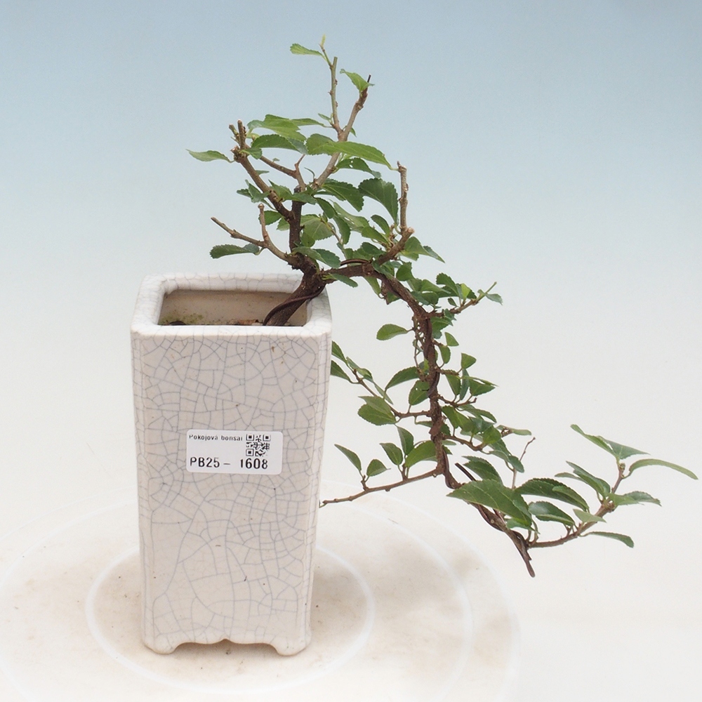 Kryty bonsai - Grewia occidentalis - Lawendowa gwiazda
