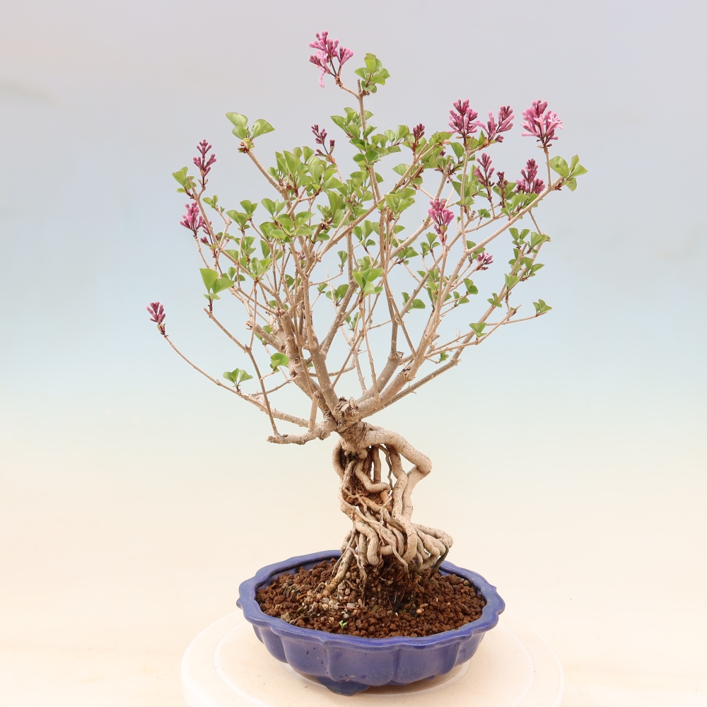 Outdoor bonsai - Syringa microphylla - liliowiec drobnokwiatowy
