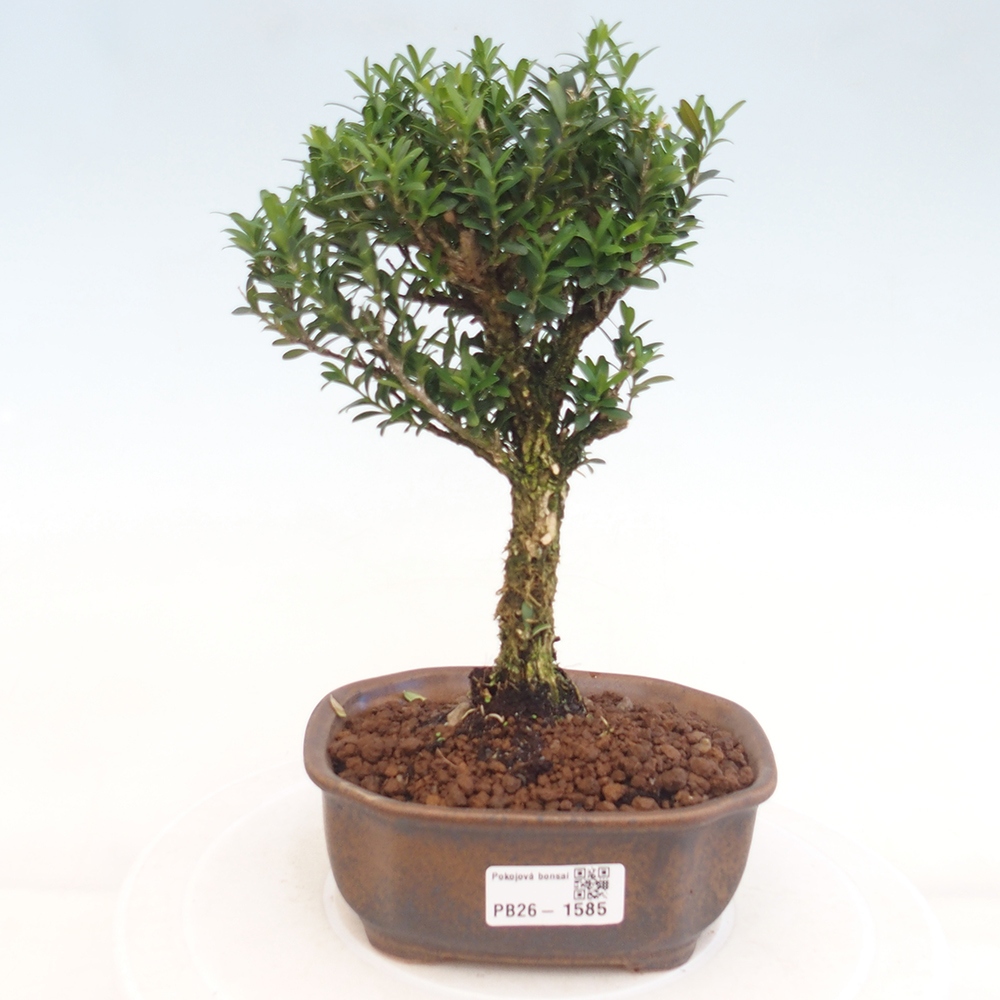 Pokój bonsai - Buxus harlandii - buxus korkowy