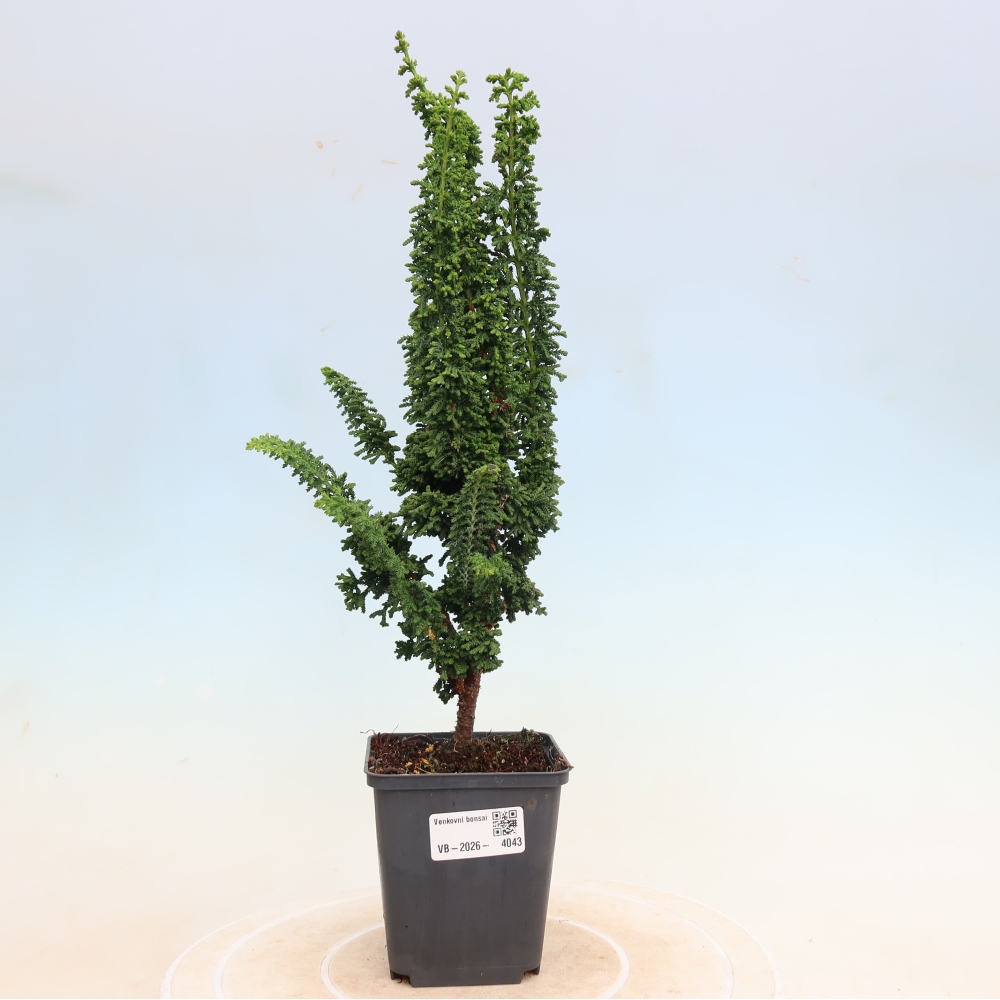 Bonsai zewnętrzne - Cham. obtusa SEKKA HINOKI - Cyprys