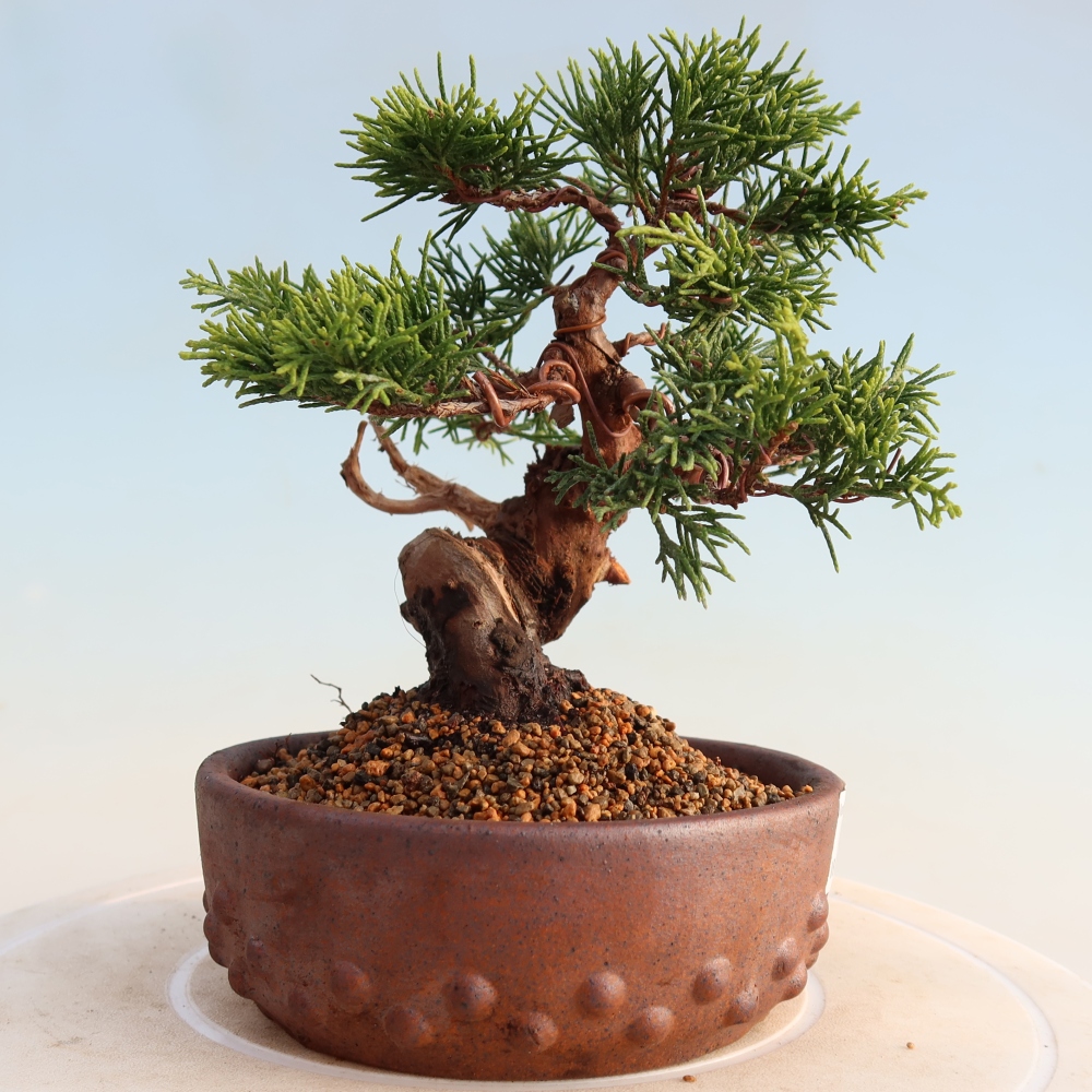 Outdoor bonsai - Juniperus chinensis Itoigawa - Jałowiec chiński